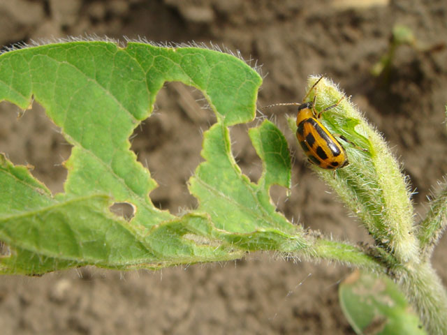 Syngenta scientists said their data shows yield benefits to the use of neonicotinoid seed treatments in soybeans to control insects like the bean leaf beetle. (DTN photo by Pamela Smith)